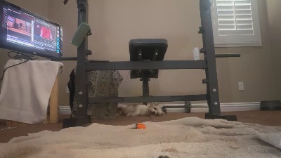 Crush_it live from United States