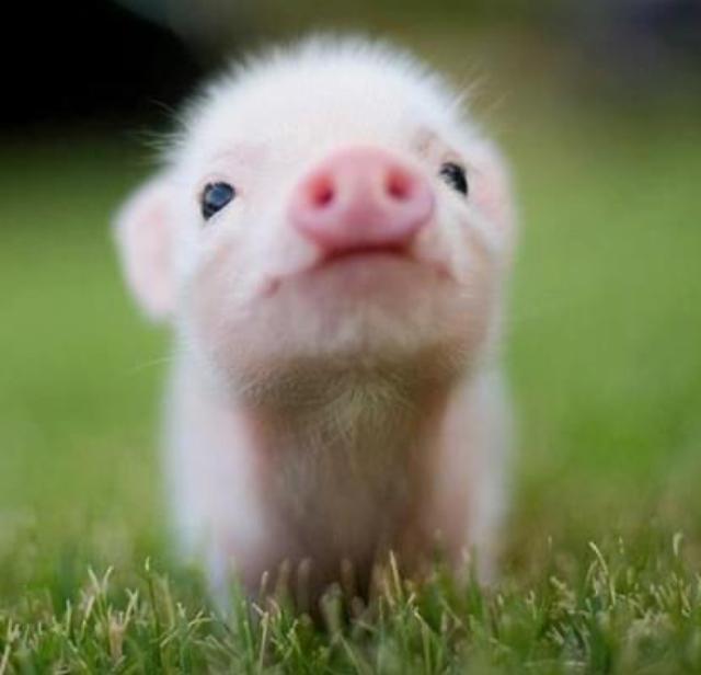 Pigzag live from France