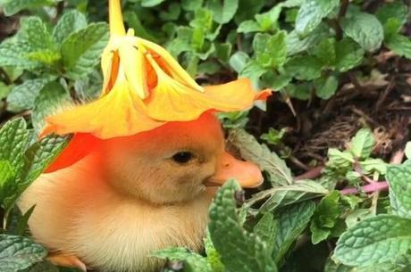 Quackdonald live from Brazil