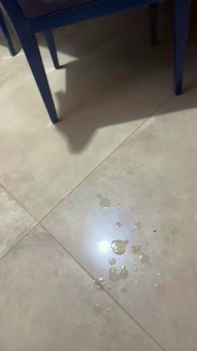 Ursinhao live from Brazil