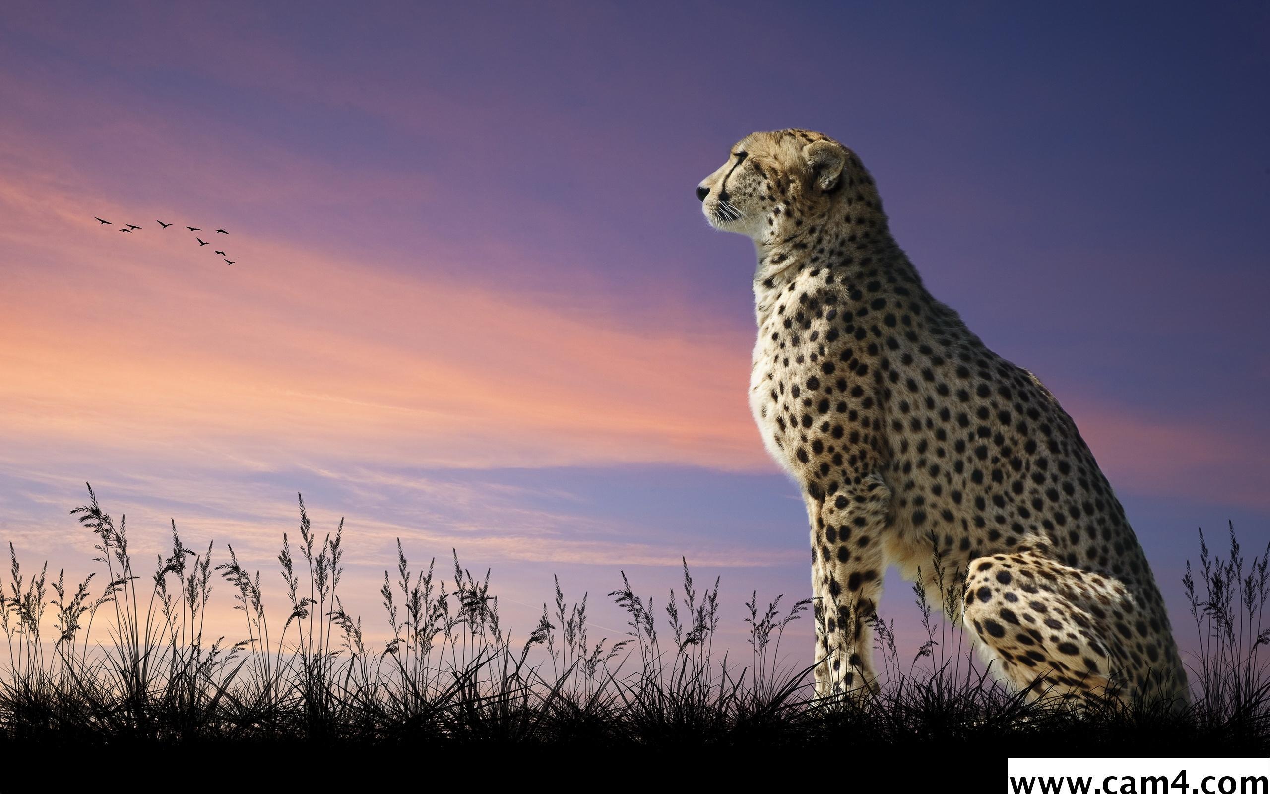 cheetah60 live from India