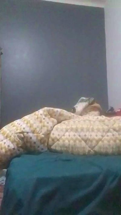 masterhight live from Algeria